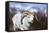 Dall Sheep-null-Framed Stretched Canvas