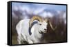 Dall Sheep-null-Framed Stretched Canvas