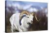 Dall Sheep-null-Stretched Canvas