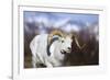 Dall Sheep-null-Framed Photographic Print
