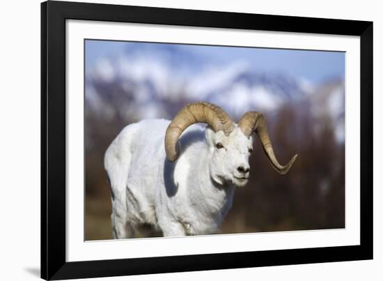 Dall Sheep-null-Framed Photographic Print