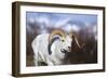 Dall Sheep-null-Framed Photographic Print