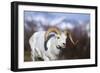 Dall Sheep-null-Framed Photographic Print