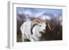 Dall Sheep-null-Framed Photographic Print