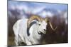 Dall Sheep-null-Mounted Photographic Print