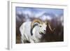 Dall Sheep-null-Framed Photographic Print