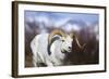 Dall Sheep-null-Framed Photographic Print