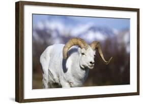 Dall Sheep-null-Framed Photographic Print