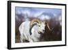 Dall Sheep-null-Framed Photographic Print