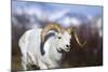 Dall Sheep-null-Mounted Photographic Print