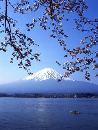 Cherry Blossom with Mount Fuji and Lake Kawaguchi in Background, Fuji-Hakone-Izu National Park, Jap