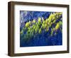 Dallas Divide, Uncompahgre National Forest, Colorado, USA-Art Wolfe-Framed Photographic Print