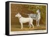 Dalmatian and a Bull Terrier Stand Side by Side Gazing at Something in the Distance-null-Framed Stretched Canvas