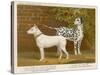 Dalmatian and a Bull Terrier Stand Side by Side Gazing at Something in the Distance-null-Stretched Canvas