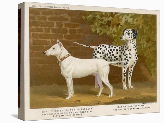 Dalmatian and a Bull Terrier Stand Side by Side Gazing at Something in the Distance-null-Stretched Canvas