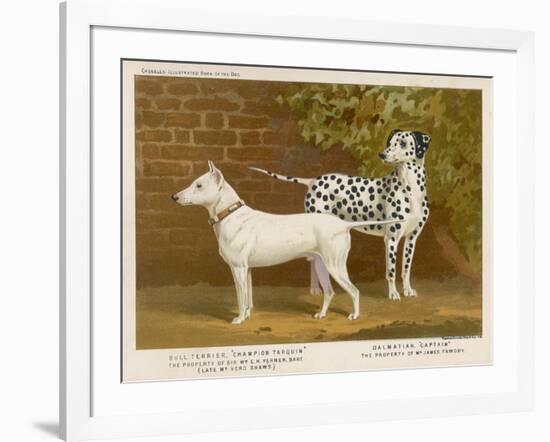 Dalmatian and a Bull Terrier Stand Side by Side Gazing at Something in the Distance-null-Framed Art Print