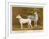 Dalmatian and a Bull Terrier Stand Side by Side Gazing at Something in the Distance-null-Framed Art Print