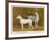 Dalmatian and a Bull Terrier Stand Side by Side Gazing at Something in the Distance-null-Framed Art Print