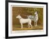 Dalmatian and a Bull Terrier Stand Side by Side Gazing at Something in the Distance-null-Framed Art Print