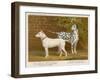 Dalmatian and a Bull Terrier Stand Side by Side Gazing at Something in the Distance-null-Framed Art Print