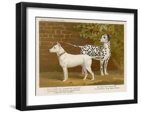 Dalmatian and a Bull Terrier Stand Side by Side Gazing at Something in the Distance-null-Framed Art Print