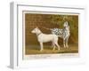 Dalmatian and a Bull Terrier Stand Side by Side Gazing at Something in the Distance-null-Framed Art Print