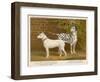 Dalmatian and a Bull Terrier Stand Side by Side Gazing at Something in the Distance-null-Framed Art Print