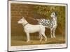 Dalmatian and a Bull Terrier Stand Side by Side Gazing at Something in the Distance-null-Mounted Art Print