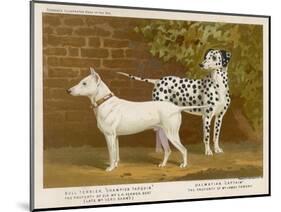 Dalmatian and a Bull Terrier Stand Side by Side Gazing at Something in the Distance-null-Mounted Art Print