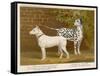 Dalmatian and a Bull Terrier Stand Side by Side Gazing at Something in the Distance-null-Framed Stretched Canvas