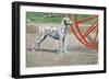 Dalmatian by Coach Wheel-Louis Agassiz Fuertes-Framed Art Print