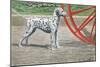 Dalmatian by Coach Wheel-Louis Agassiz Fuertes-Mounted Art Print