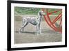 Dalmatian by Coach Wheel-Louis Agassiz Fuertes-Framed Premium Giclee Print