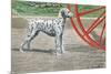Dalmatian by Coach Wheel-Louis Agassiz Fuertes-Mounted Premium Giclee Print