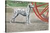 Dalmatian by Coach Wheel-Louis Agassiz Fuertes-Stretched Canvas