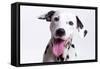 Dalmatian Close Up Head 'Laughing'-null-Framed Stretched Canvas