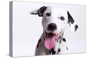 Dalmatian Close Up Head 'Laughing'-null-Stretched Canvas