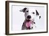 Dalmatian Close Up Head 'Laughing'-null-Framed Photographic Print