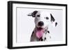 Dalmatian Close Up Head 'Laughing'-null-Framed Photographic Print