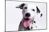 Dalmatian Close Up Head 'Laughing'-null-Mounted Photographic Print