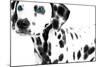 Dalmatian Date II-null-Mounted Art Print