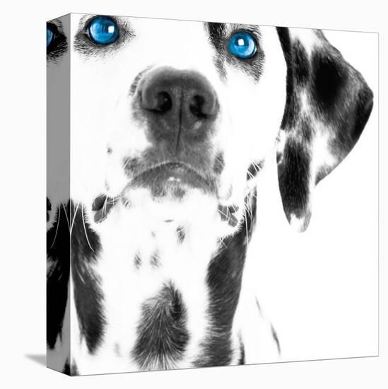 Dalmatian Date III-null-Stretched Canvas