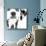 Dalmatian Date III-null-Mounted Art Print displayed on a wall