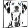 Dalmatian Date VI-null-Mounted Art Print