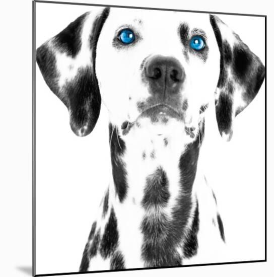 Dalmatian Date VI-null-Mounted Art Print