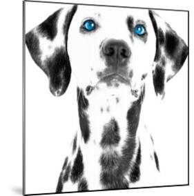 Dalmatian Date VI-null-Mounted Art Print