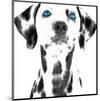 Dalmatian Date VI-null-Mounted Art Print