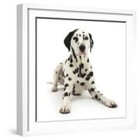 Dalmatian Dog, Jack, 5 Years, With One Black Ear, Lying With Head Up, Against White Background-Mark Taylor-Framed Photographic Print