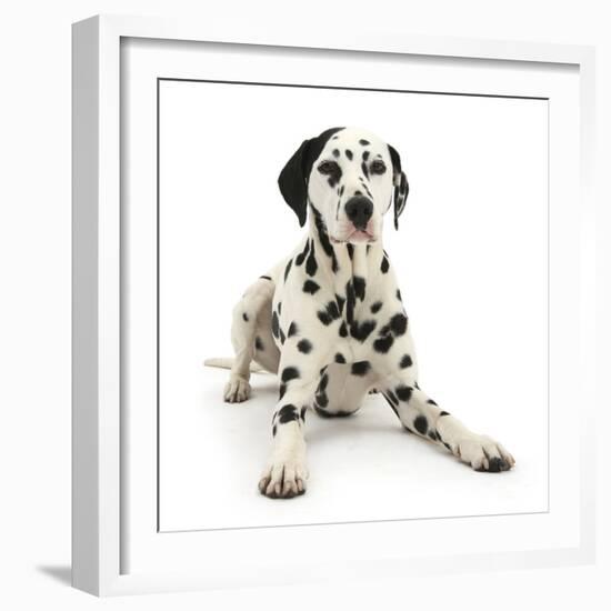 Dalmatian Dog, Jack, 5 Years, With One Black Ear, Lying With Head Up, Against White Background-Mark Taylor-Framed Photographic Print
