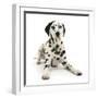 Dalmatian Dog, Jack, 5 Years, With One Black Ear, Lying With Head Up, Against White Background-Mark Taylor-Framed Photographic Print